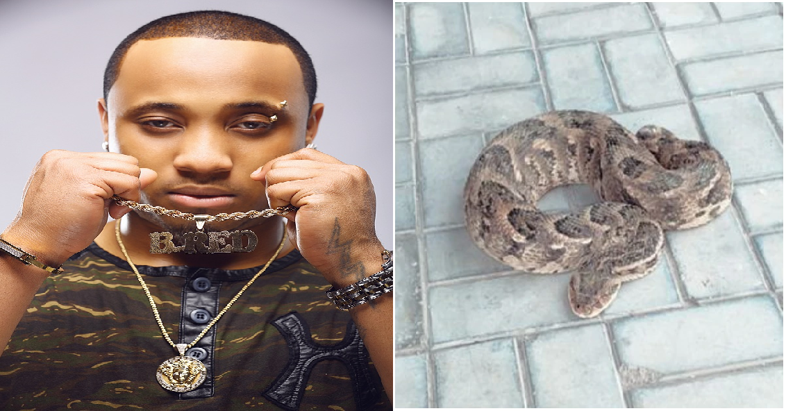 Davido's Cousin B-Red Splashes N500k On A Big-Sized Pet Snake