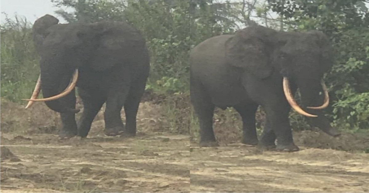 Elephant Spotted In Rivers State - Sparks Reactions From Nigerians