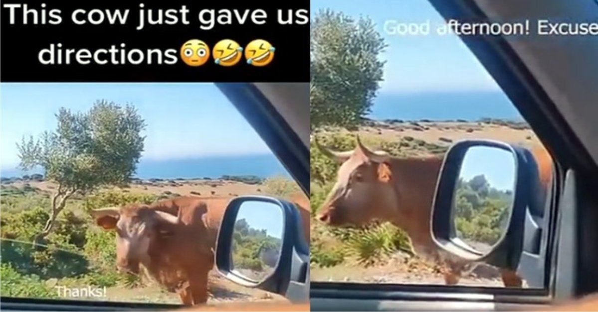 Unbelievable: A Cow gives direction to a driver like a human being (Video)