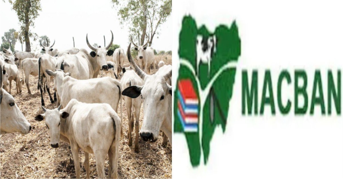 “Cows May Cost N2Million Each If Lagos Passes Anti-grazing bill” - Miyetti Allah Warns