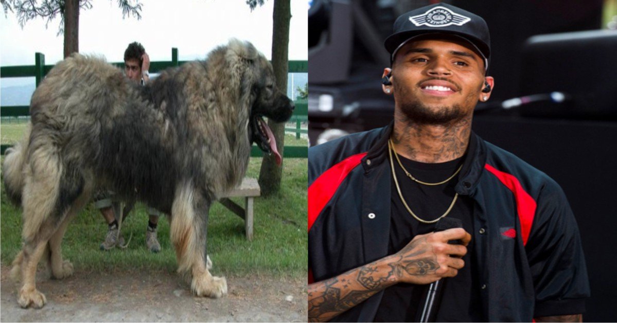 Chris Brown's Former Maid Who Was Attacked By His Dog, Requests N414 Million Default Judgment