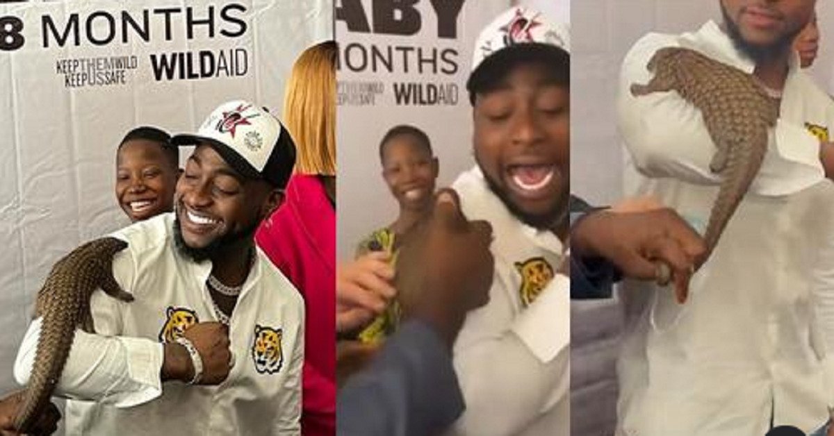 Moment Davido screamed for help and shook off a pangolin that was placed on him at an event